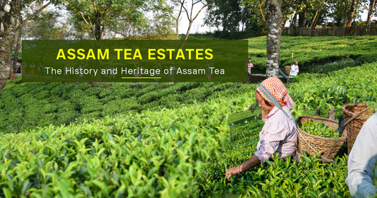 Assam Tea Estates - A Journey Through Lush Plantations